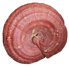 吃鸡手游《最终幻想7第一战士》今日停服 官方发布纪念图